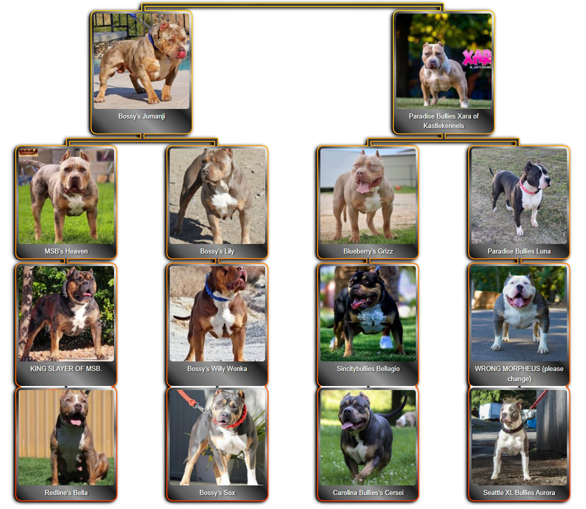 Pedigree of Big Block's Scar Blue Tri Merle American Bully XL