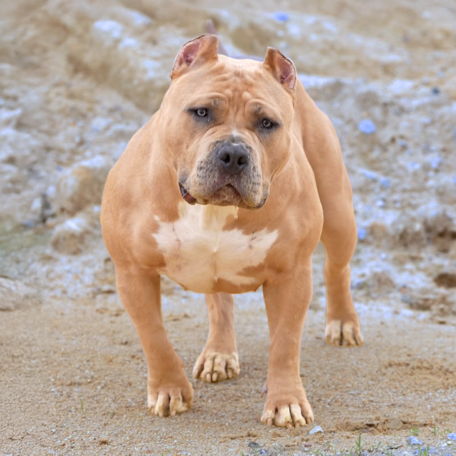 Big Block's Nala is a fawn ticked cryptic merle extreme XL Bully female at Big Block Bullies of Delaware copy
