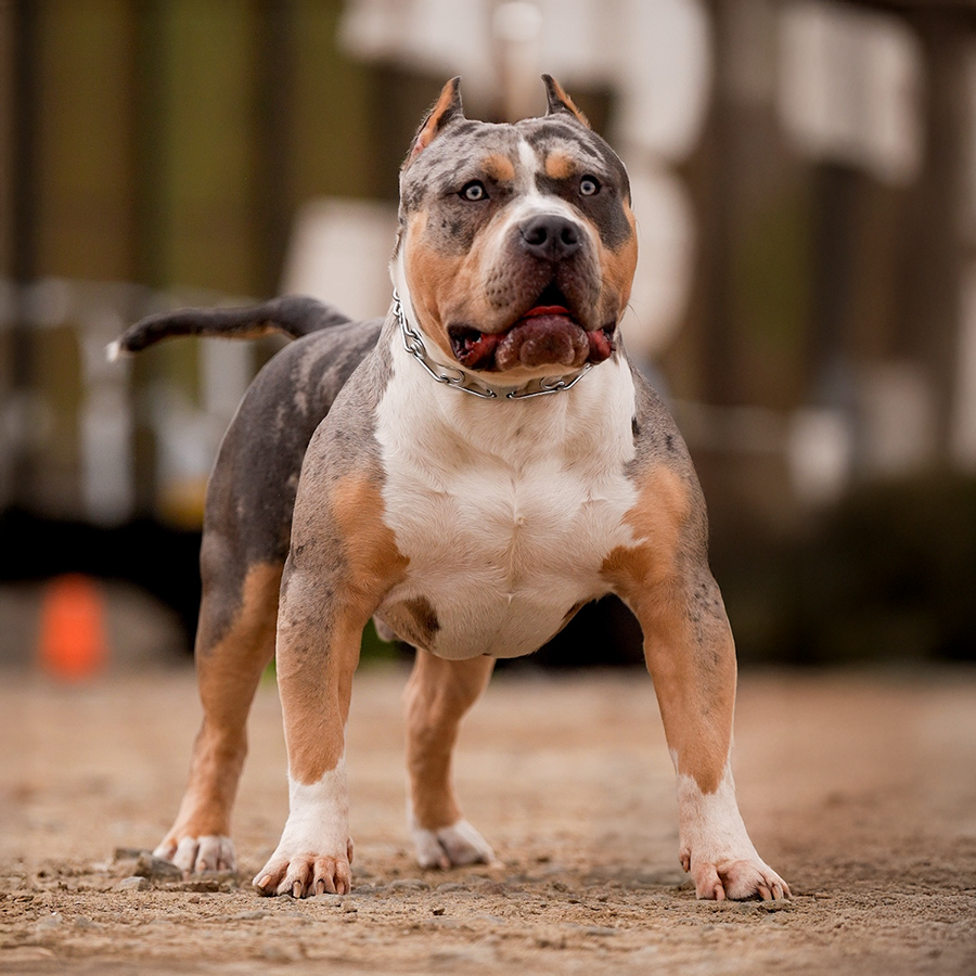 Big Block's Scar blue merle tri Extreme XL American Bully stud dog in Delaware Big Block Bullies