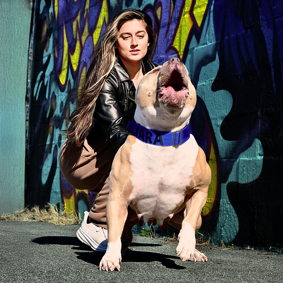 Extreme Bullies and XL American Bullies for sale near me in DE XL Bully breeders near me Delaware Puppies for sale