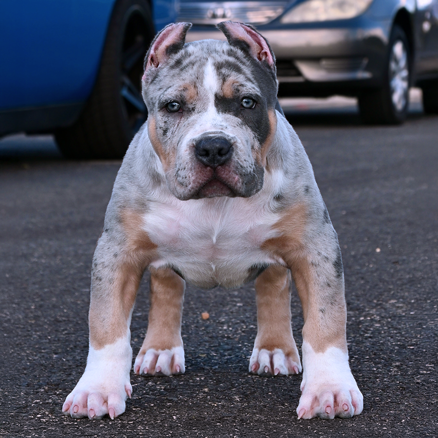 Lilac merle tri extreme XL American Bully puppy for sale near me Delaware