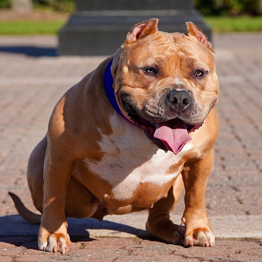 A muscular fawn ticked cryptic merle Extreme American Bully named Nala, of Big Block Bullies LLC, in a strong sitting pose.
