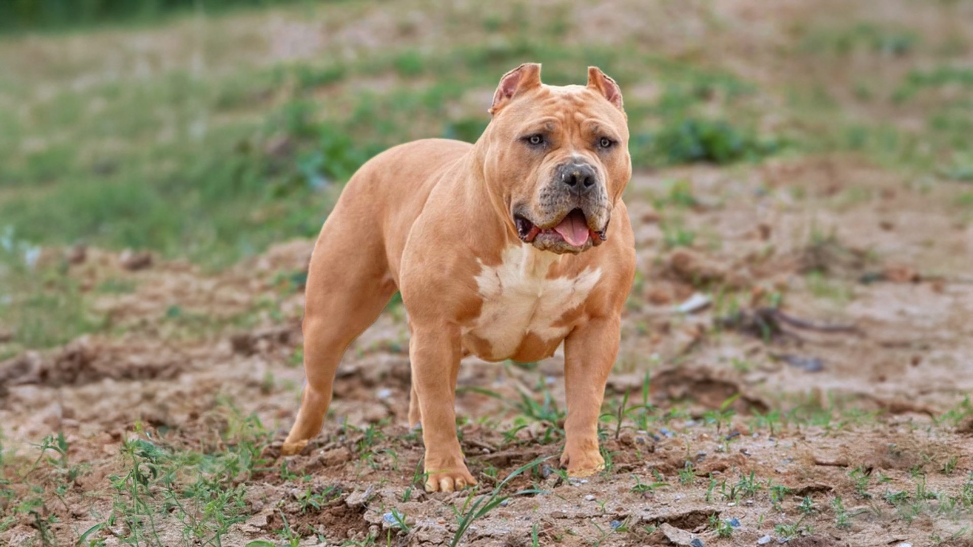 You are currently viewing What Is an Extreme American Bully?
