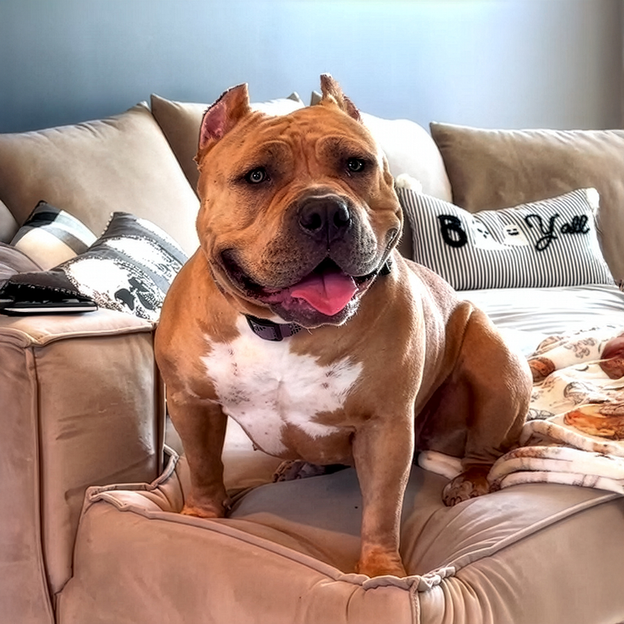 American Bully dogs and puppies are a true companion breed dog. They are bred for loyalty, temperament, and beautiful looks.