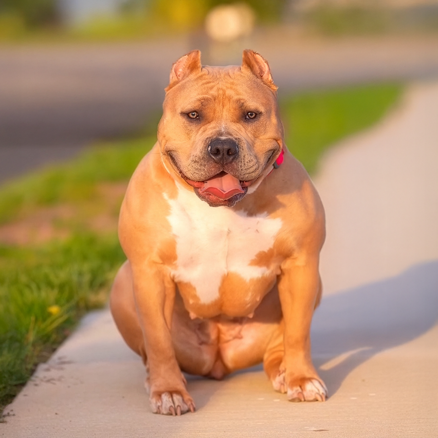 The best companion breed of dogs is the American Bully XL or Extreme