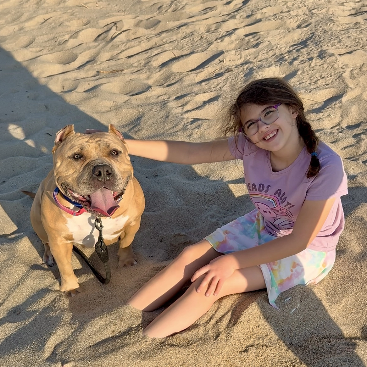 A young girl smiling and petting Nala, a friendly extreme XL American Bully on the beach. Big Block Bullies LLC is a trusted breeder offering top-quality XL American Bully puppies for sale.