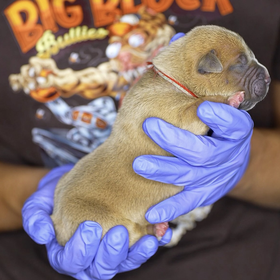 A blue fawn Extreme Bully puppy produced by Delaware Bully breeders Big Block Bullies