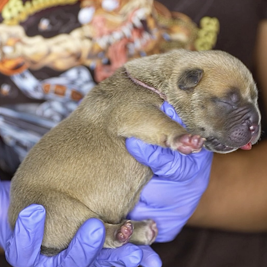 A blue fawn female Extreme Bully for sale from DE American Bully breeders Big Block Bullies LLC