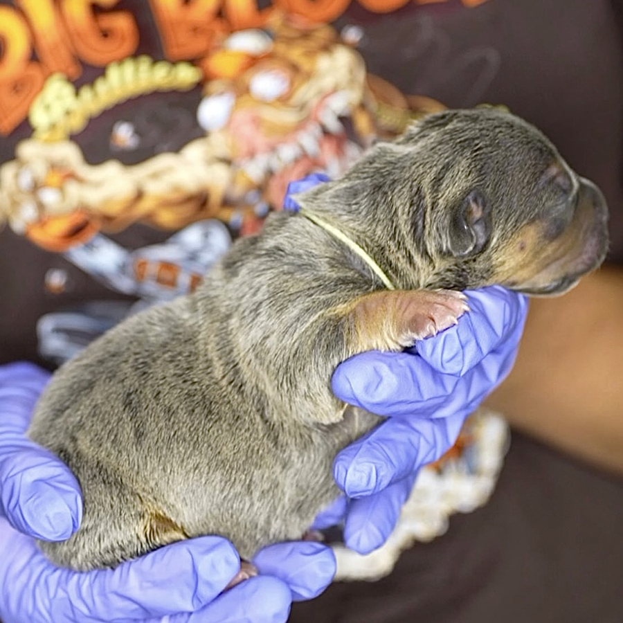 A blue tri female XL Extreme Bully puppy for sale from DE American Bully breeders Big Block Bullies LLC