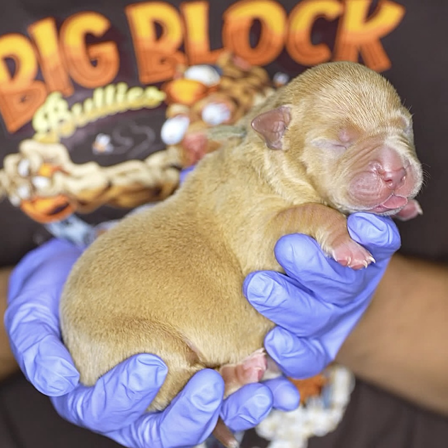 A fawn XL Bully puppy for sale and produced by Delaware Bully breeders Big Block Bullies