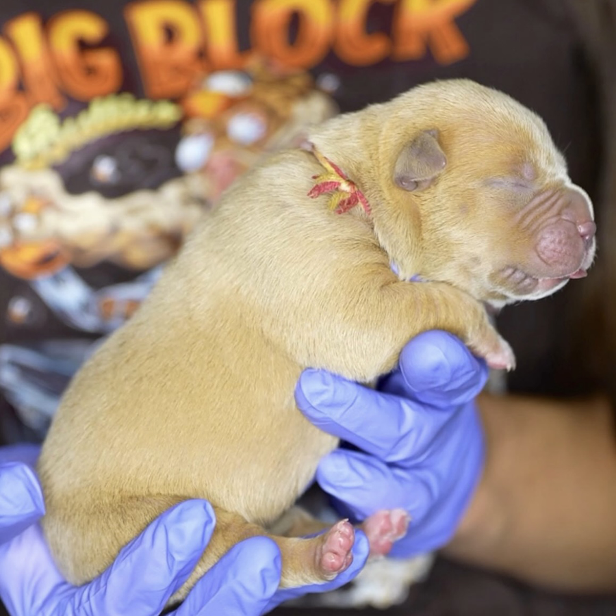 A fawn XL Bully puppy for sale in NE near me by Big Block Bullies