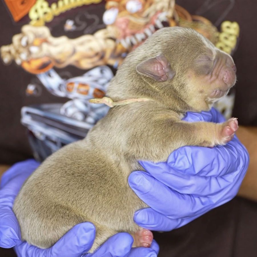 A lilac tri female XL Bully for sale from Delaware Bully breeders Big Block Bullies LLC