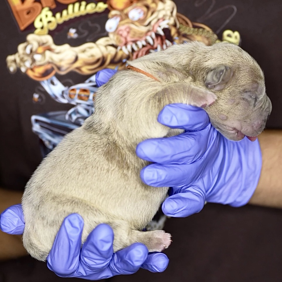 A platinum merle Extreme American Bully puppy produced by Bully breeders Big Block Bullies