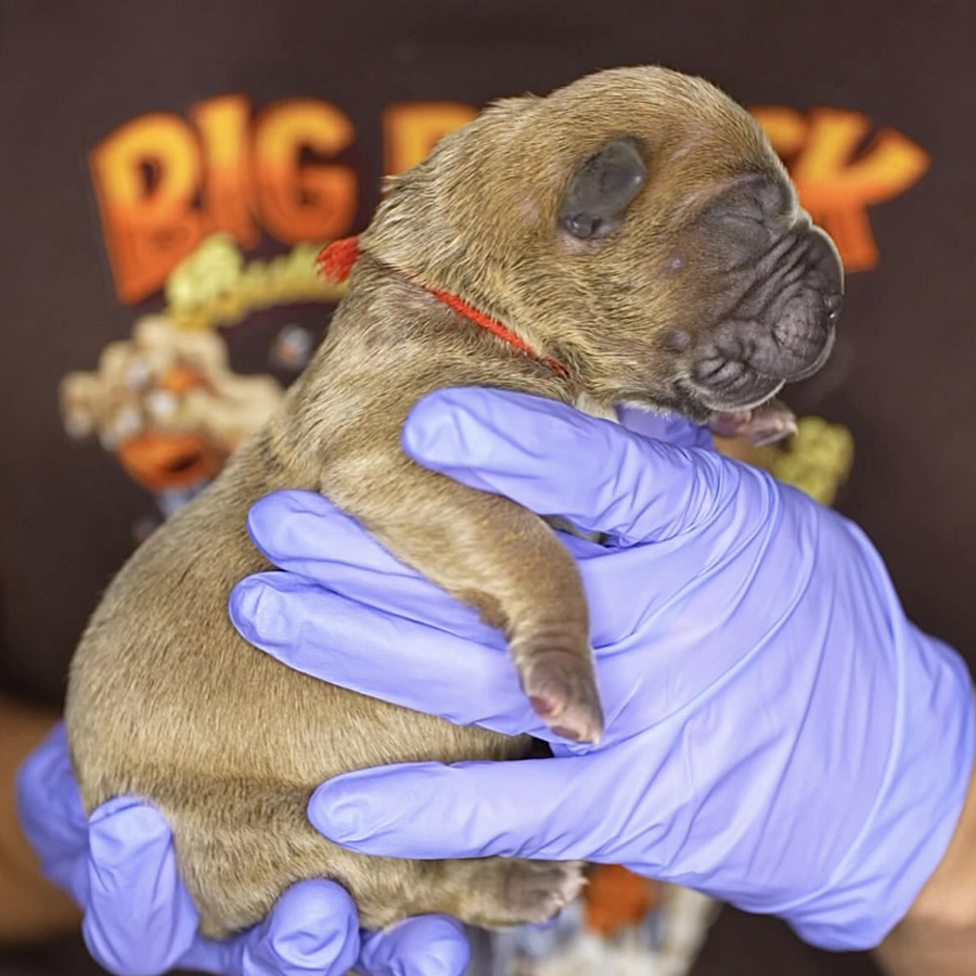 An blue fawn Extreme XL American Bully puppy produced by Big Block Bullies in DE